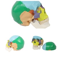 Modèle de crâne en PVC coloré médical squelette d'enseignement anatomique pour les hôpitaux et la formation en sciences humaines