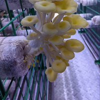 Conteneur de culture hydroponique de champignons Shiitake Matsutake Hezhou HM-40FT avec système d'air frais, contrôlé par PLC, à haut rendement et économe en énergie