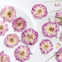 12pcs/kantong Bunga Mawar Pink Bergradasi yang Ditekan