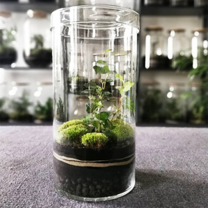 OEM terrario pianta idroponica cilindro vaso muschio terrario decorazioni per la casa da tavolo fioriera foresta fai da te <span class=keywords><strong>in</strong></span> <span class=keywords><strong>vetro</strong></span> <span class=keywords><strong>con</strong></span> <span class=keywords><strong>coperchio</strong></span> per interni - Product Image 2