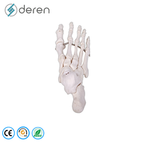 Modèle de squelette de membre inférieur humain grandeur nature avec articulations de la hanche et du pied, en PVC, modèle éducatif d'anatomie complète de la jambe