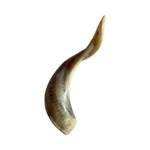 Corne de mouton polie écologique en matériau organique - Product Image 1