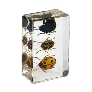 three different kinds of real beetles resin crafts arts clear decorative fancy insects resin blocks gift items