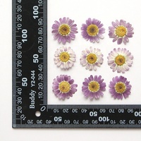 Matériel de bricolage en gros fleur séchée pressée Marguerite de Valois pour étui de téléphone Nail Art bijoux carte postale décoration