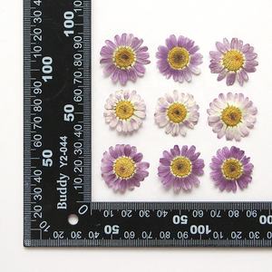 Matériel de bricolage en gros fleur séchée pressée Marguerite de <span class=keywords><strong>Valois</strong></span> pour étui de téléphone Nail Art bijoux carte postale décoration - Product Image 5