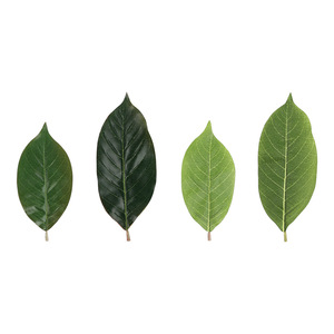 Nhân tạo mộc lan lá Halloween thu hoạch lễ hội trang trí nội thất đục PU lá Phụ kiện lá mô phỏng mộc lan - Product Image 1