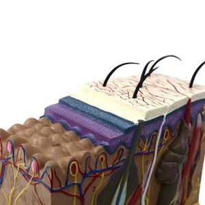 Modèle 3D agrandi de la structure de la peau humaine avec anatomie du follicule pileux, <span class=keywords><strong>aide</strong></span> pédagogique <span class=keywords><strong>pour</strong></span> la biologie - Product Image 1