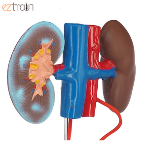 Mô hình hệ thống sinh dục nam Mô hình hệ thống tiết niệu của con người thận bàng quang dương vật tinh hoàn Mô hình giải phẫu - Product Image 6