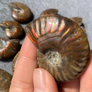 Fósiles de Amonites Naturales, Conchas de Cristal, Piedras de Colores Arcoíris Talladas con Técnica Pulida, Diseñadas para la Categoría de Productos Antiguos - Product Image 6