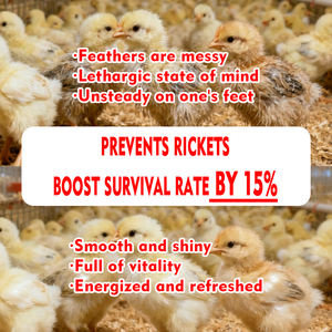 Kanatlı enerji yem katkı maddeleri kalsiyum emilimini artırır iskelet sağlığını destekler - Product Image 5