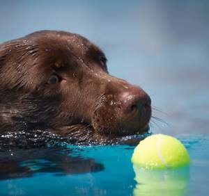 Ücretsiz özel logo çevre dostu atma köpek çiğneme oyuncakları toptan kauçuk Pet tenis topları interaktif köpek oyuncak top Pet Bite oyuncak - Product Image 5