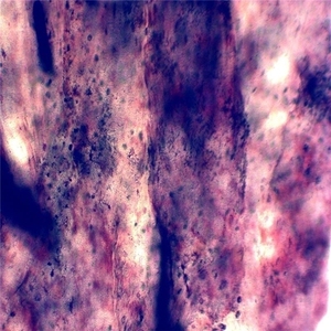 100% 工場カスタムガラススライド人間組織学を使用して作成された生体医学研究用顕微鏡スライド - Product Image 5