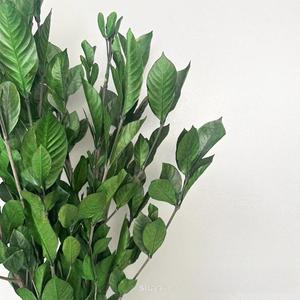 10ชิ้นขายส่งจริงสัมผัสธรรมชาติแห้งสีเขียวดอกไม้ที่เก็บรักษาใบ <span class=keywords><strong>Dracaena</strong></span> <span class=keywords><strong>sanderiana</strong></span> ใบไม้ Ruscus ตกแต่งงานแต่งงานคริสต์มาส - Product Image 6