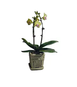 Vaso quadrado de Cerâmica Plantador Pote Pote com Pires de Porcelana Orquídea Oco Para Fora o Projeto de Furos de Ventilação Para Plantas de Interior Ao Ar Livre