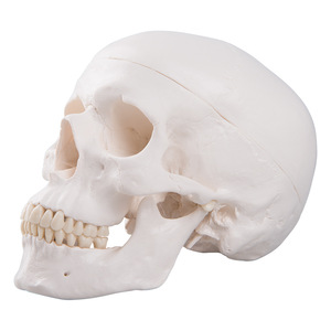 Modèle de crâne adulte, sculpture de crâne, échelle 1:1, pour l'enseignement de l'anatomie et du corps humain. - Product Image 2