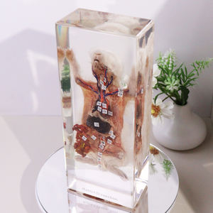 本物の動物樹脂標本剥製ウサギ解剖高校のための教育玩具 - Product Image 3