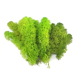 <span class=keywords><strong>250</strong></span> G di Muschio Naturale Preservato, Lichene di Renna per Decorazione Murale, Parete Verde, Ufficio, Aeroporto, Interni - Product Image 6