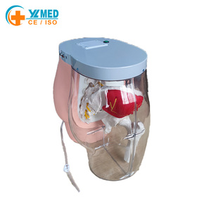 Modelo de Esqueleto de Glúteos para Entrenamiento de Inyección Intramuscular y Comparación, Modelo Transparente para Inyección en Glúteos, Modelo de Enfermería - Product Image 5