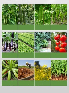 Outil de transplantation de graines en acier inoxydable avec manche en bois pour mini-potager de fraises et légumes - Product Image 5