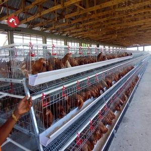 Élevage des œufs, équipement pour élevage de volaille, <span class=keywords><strong>design</strong></span> <span class=keywords><strong>A</strong></span> couche, <span class=keywords><strong>cage</strong></span> de poulet à vendre - Product Image 4