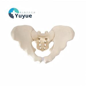 Modèle complet de bassin en mousse solide, spécimen pelvien humain simulé pour la formation en accouchement, en chirurgie orthopédique et en entraînement à la pratique. - Product Image 1