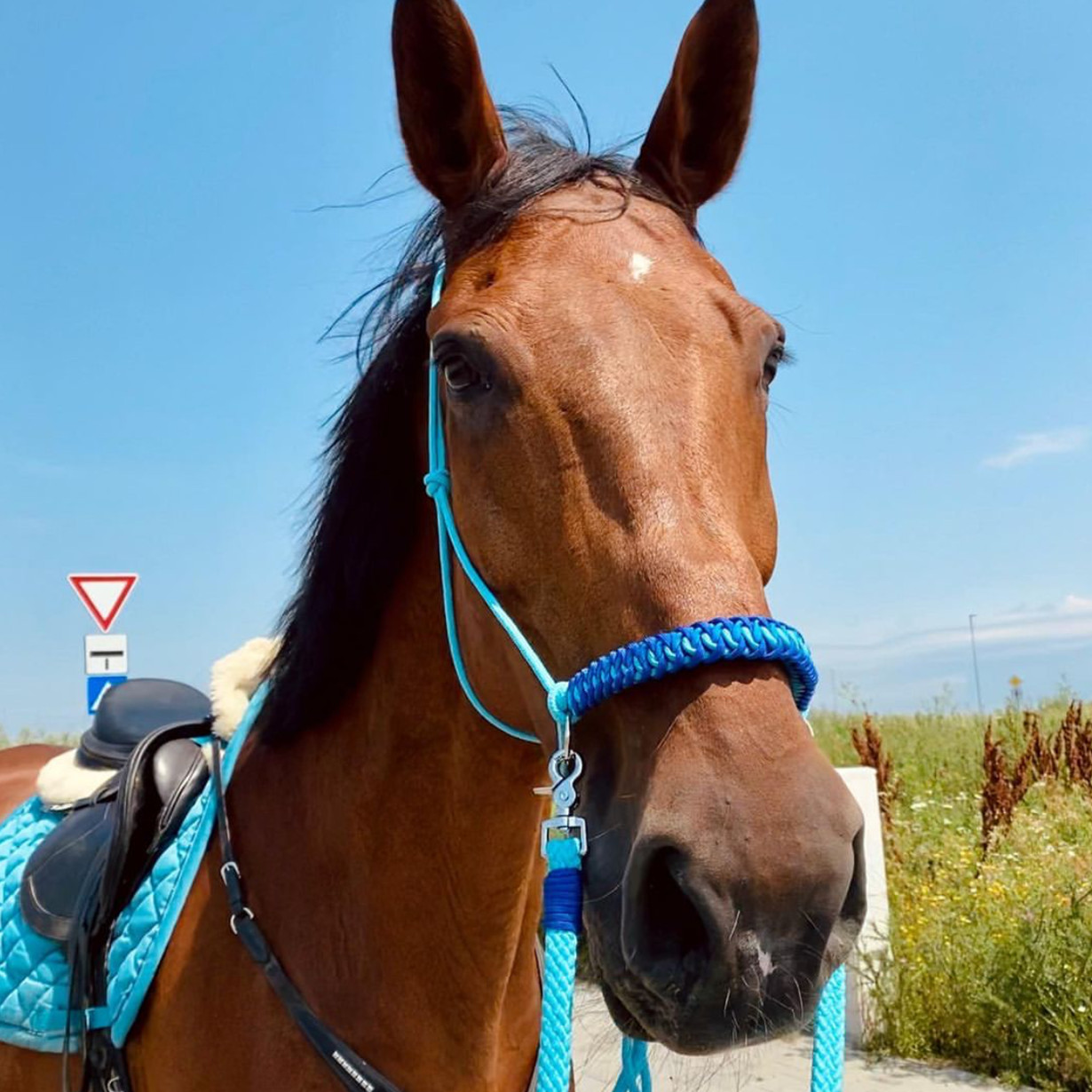 Groothandel Handel Lederen Veiligheid Touw Hopples Marathon Halter Rijden Rijden Equipement Borst Borst Kraag Paard Harnas Set