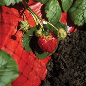 <span class=keywords><strong>ฟิล์ม</strong></span>คลุม<span class=keywords><strong>ด</strong></span>้วยหญ้าสะท้อนแสงสีแดงสำหรับการป้องกันพืชสตรอเบอร์รี่ - Product Image 5