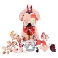 Modelo de Torso Humano de Simulación de Plástico de 85 cm para Educación Médica, Unisex, con 23 Partes