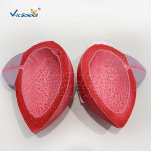 Modelo Ampliado <span class=keywords><strong>de</strong></span> Vejiga, Banda Prostática, Modelo Educativo del Cuerpo Humano, Modelos <span class=keywords><strong>de</strong></span> Anatomía del Sistema Reproductor - Product Image 2