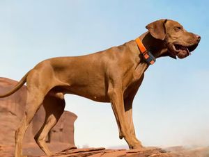 <span class=keywords><strong>Rastreador</strong></span> GPS Inteligente para Mascotas 4G 4000mAh, Mini Rastreadores GPS, Localizador Impermeable para Perros y Gatos - Product Image 6