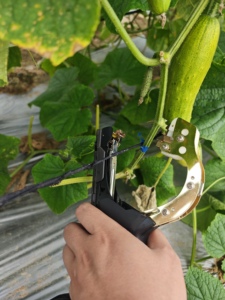 Machine à lier les plantes portative, outil Tapener pour raisins, tomates, concombres - Product Image 3