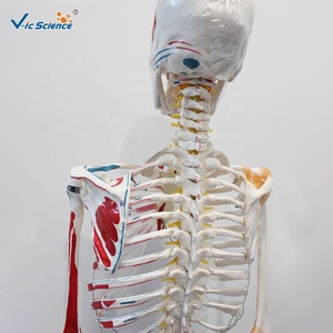 Modelo de Esqueleto <span class=keywords><strong>Humano</strong></span> Pigmentado de 180 cm con Ligamentos, Modelo Anatómico de <span class=keywords><strong>Cuerpo</strong></span> Completo - Product Image 5
