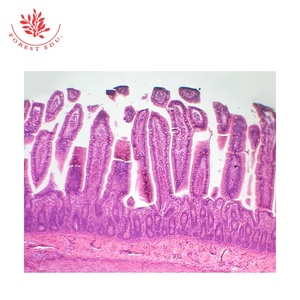 สไลด์กล้องจุลทรรศน์100ชิ้นสไลด์เนื้อเยื่อของมนุษย์สไลด์ที่เตรียมไว้สำหรับชีววิทยาระดับอุดมศึกษา - Product Image 6