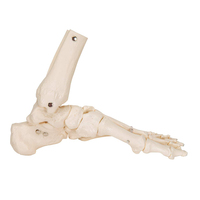Modelo de esqueleto humano de plástico para pies, simulación de anatomía médica