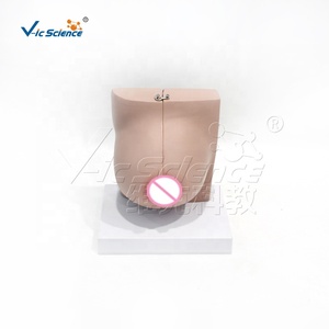 Modelo de anatomía mamaria femenina en reposo y lactancia, modelo de estructura de seno para enseñanza médica en ginecología y cirugía estética - Product Image 4