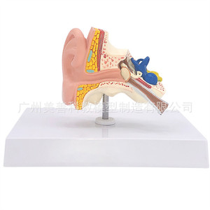 Modèle anatomique d'oreille humaine grandeur nature : un modèle de structure et d'anatomie de l'oreille humaine à l'échelle 1:1, soigneusement rédigé par des médecins. - Product Image 4