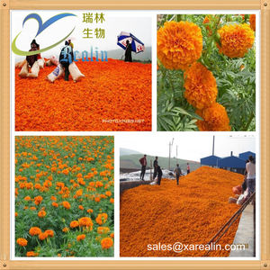 خلاصة القطيفة لوتين/xantophyll ، - Product Image 4