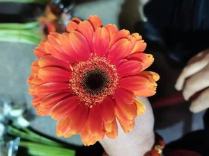 Base de flores frescas de Yunnan <span class=keywords><strong>Gerbera</strong></span> de corte fresco al por mayor <span class=keywords><strong>Jamesonii</strong></span> - Product Image 3
