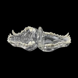 Modèle anatomique dentaire canin pour chiens MX-041 en résine transparente – Éducation et démonstration vétérinaire pour l'enseignement dentaire des animaux de compagnie - Product Image 1