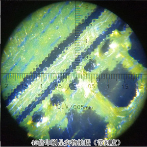 40x Binocular <b>Microscope</b> with Scale, High Magnification, LED, Professional High-Definition Magnifying Glass for Teaching and - Product Image 5