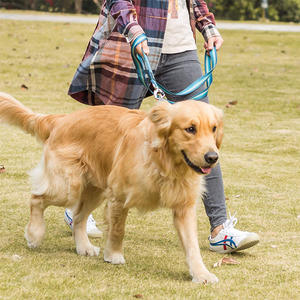 Collar ajustable de entrenamiento para perros, correa de metal con hebilla personalizada a granel - Product Image 4