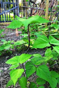 <span class=keywords><strong>Filet</strong></span> <span class=keywords><strong>de</strong></span> soutien <span class=keywords><strong>pour</strong></span> plantes <span class=keywords><strong>de</strong></span> tomates et concombres |   <span class=keywords><strong>Filet</strong></span> <span class=keywords><strong>de</strong></span> treillis <span class=keywords><strong>pour</strong></span> légumes et plantes grimpantes - Product Image 6