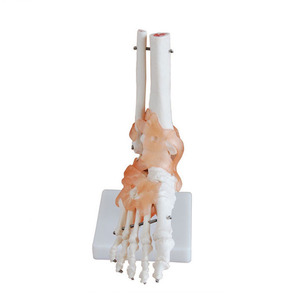 Joint de pied <span class=keywords><strong>humain</strong></span> grandeur nature avec Ligaments modèle pour la Science éducative - Product Image 1