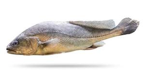 Croaker entier congelé, sauvage et naturel, de qualité supérieure, riche en protéines et faible en glucides, pour la restauration (HoReCa) - Product Image 5