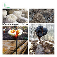 Extrait de Cordyceps Militaris en vrac, mélange de mycélium fruiteur, 5% de Cordycepine, poudre testée HPLC, en fût, complément alimentaire pour la santé