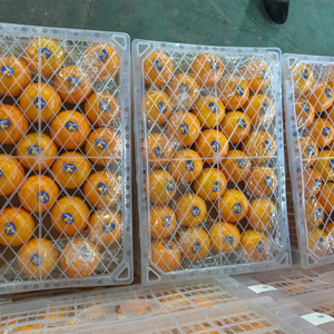 Nueva cosecha de fruta fresca de naranjas mandarinas de ombligo chino para venta al por mayor - Product Image 6