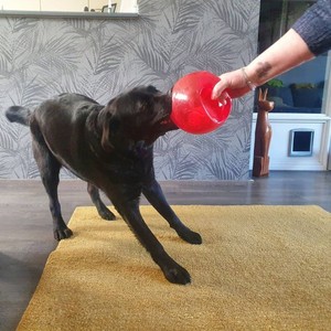 Balle sonore <span class=keywords><strong>Kong</strong></span> de style américain en forme d'alien pour chats et chiens, jouet aquatique d'extérieur, jouet de tirage à la corde - Product Image 4