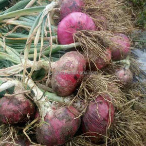 山东产顶级新鲜红洋葱和黄洋葱，未去皮，出口价格无与伦比 - Product Image 3