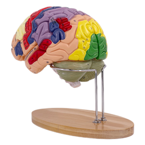 Modèle d'anatomie du cerveau et de la structure des nerfs, agrandi 2 fois, pour l'enseignement médical, modèle de fonction cérébrale de luxe - Product Image 4
