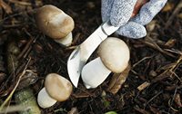 Couteau de greffage de jardinage à double lame avec 2 rubans, manche en bois, couteau de coupe pour greffage agricole, couteau pliable